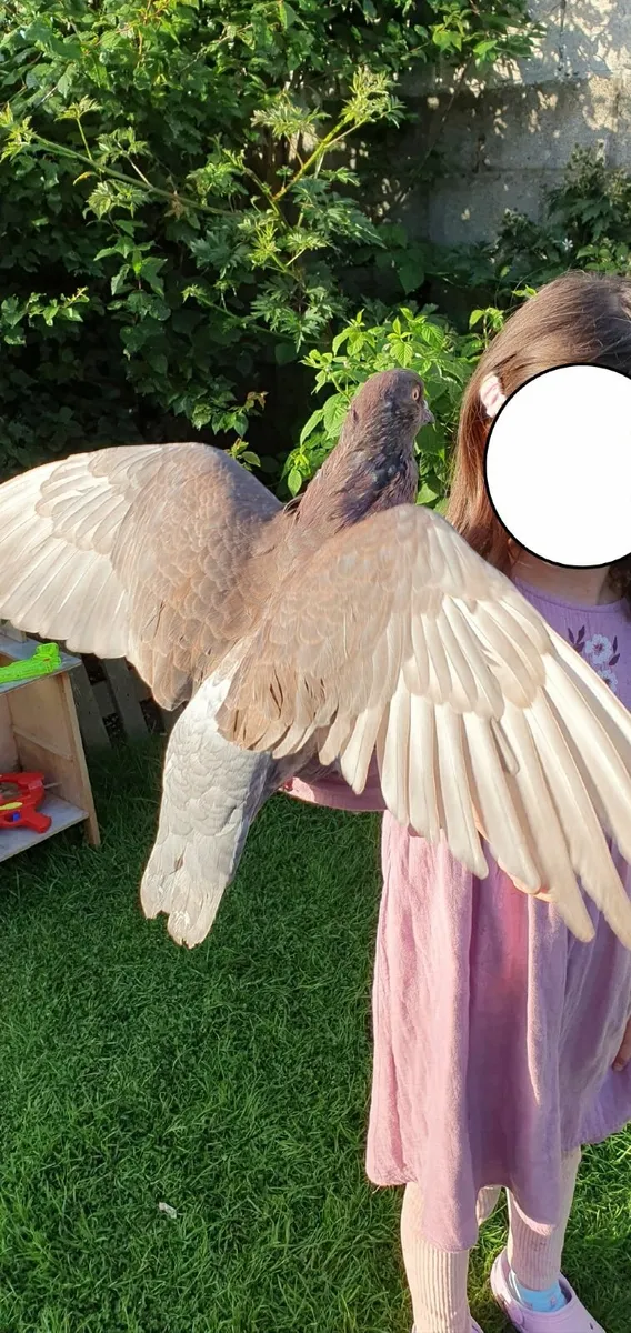 Hand reared Pet Pigeons - Image 3