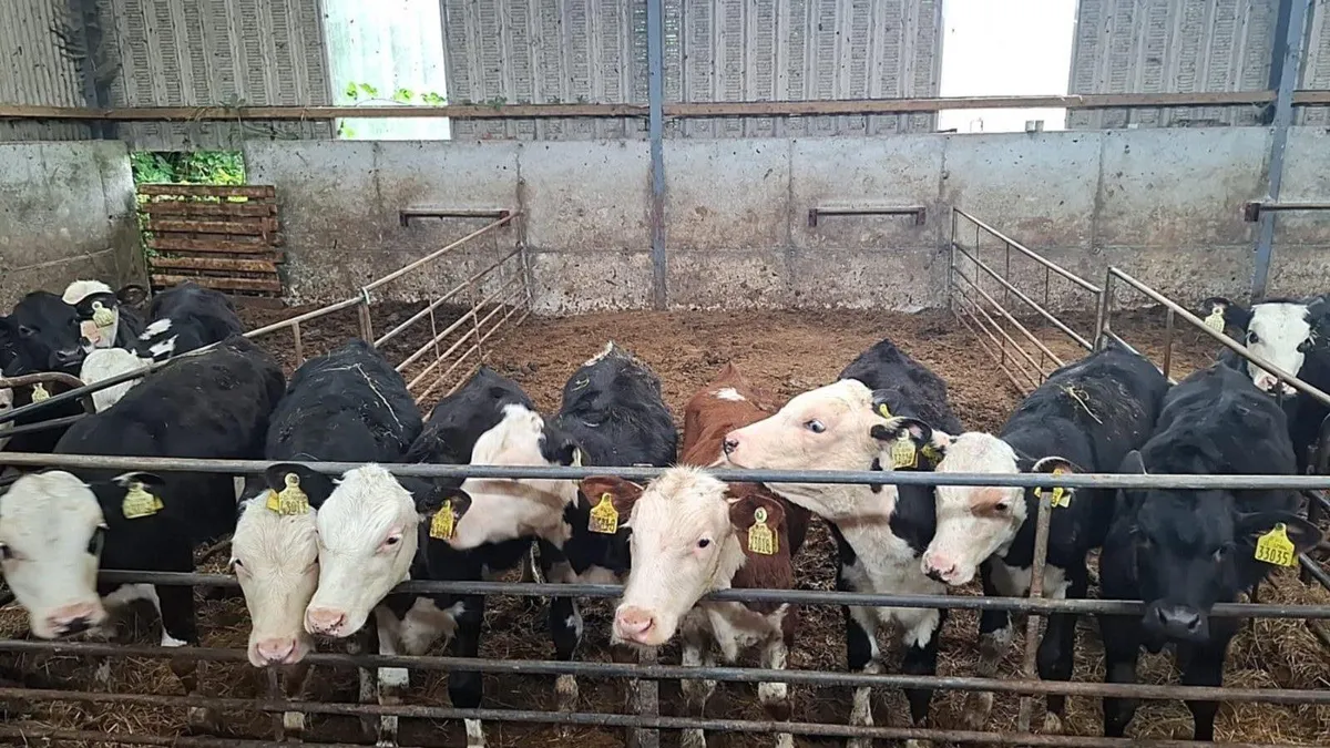 Beef cattle for sale in Co. Galway for €0 on DoneDeal