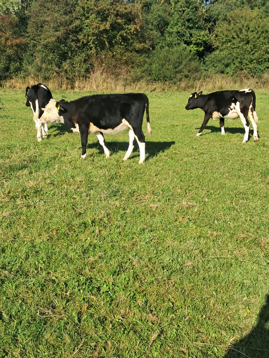 Angus and hereford heifers - Image 1