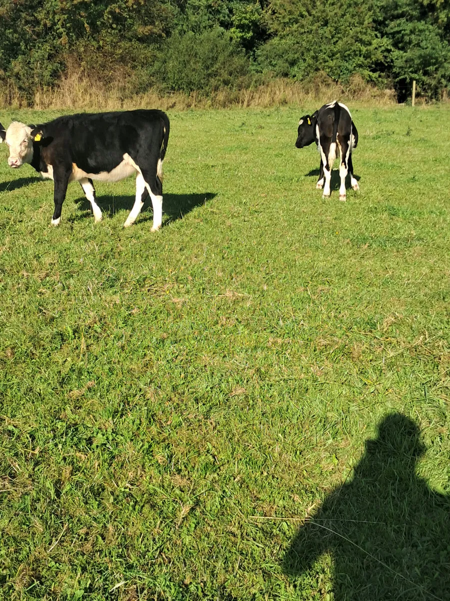 Angus and hereford heifers - Image 2