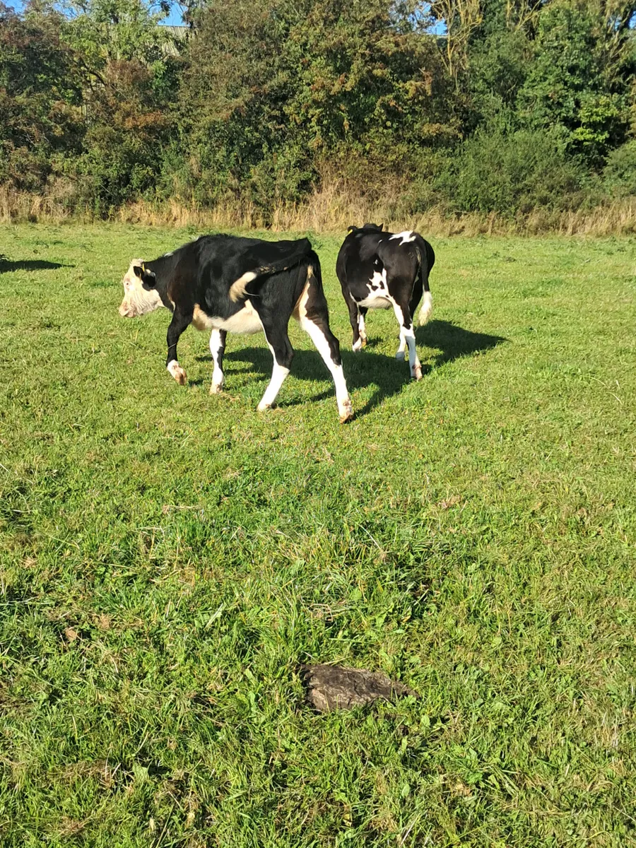Angus and hereford heifers - Image 3