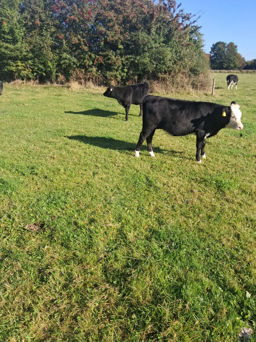 Angus and hereford heifers - Image 4