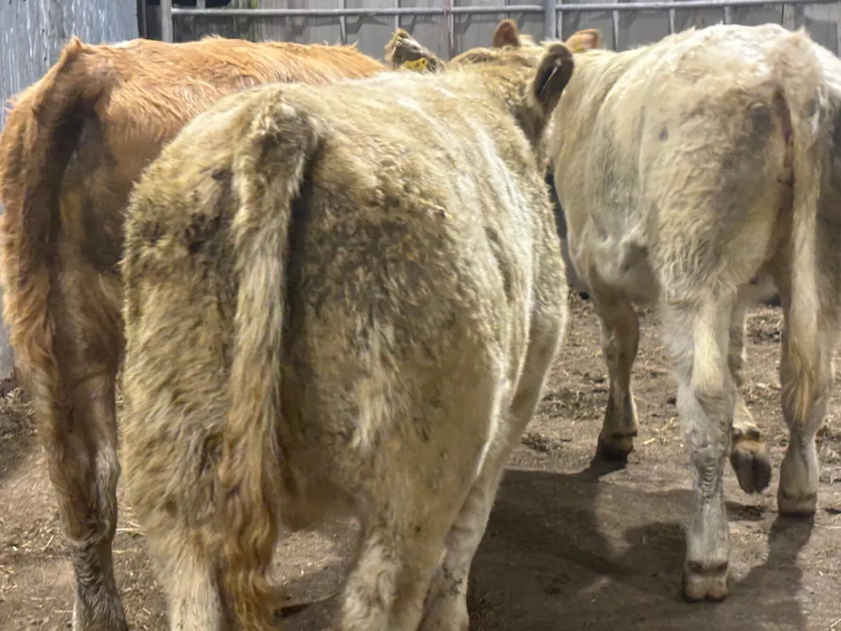 3 Charolais Heifer Wealings - Image 4