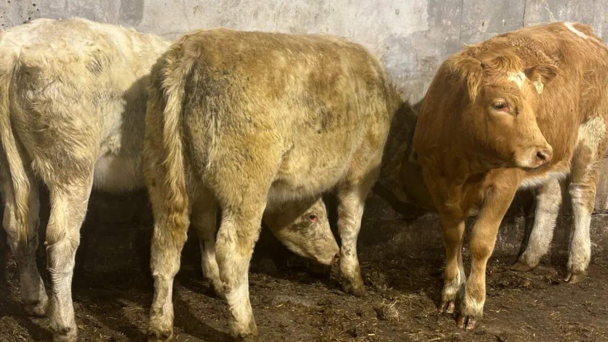 3 Charolais Heifer Wealings - Image 3