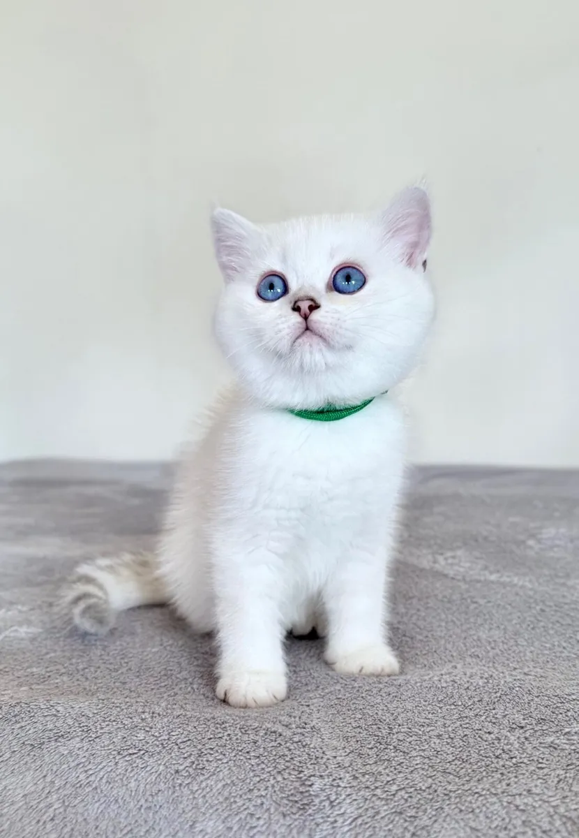 British Shorthair Kittens - Image 3