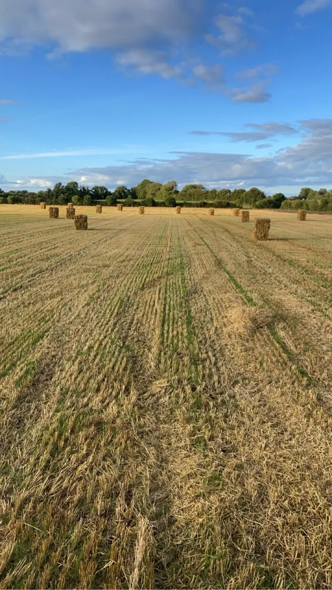 Small square bales Spring barley straw - Image 1