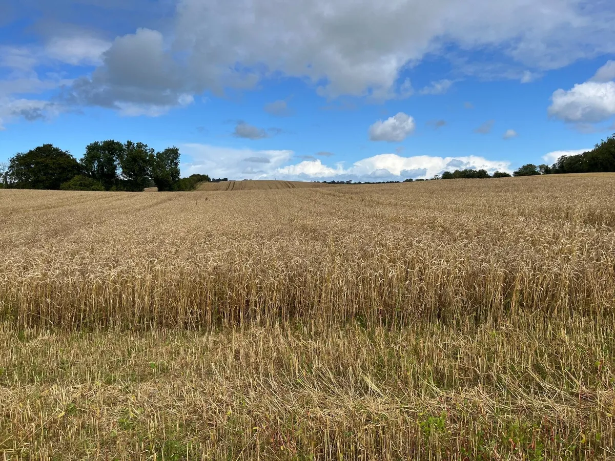 Organic Grain & Animal Feed - O'Keeffe Organics - Image 1