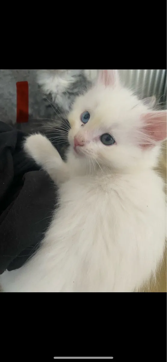 Turkish angora cross Maine coon kittens for sale in Co. Galway for €500
