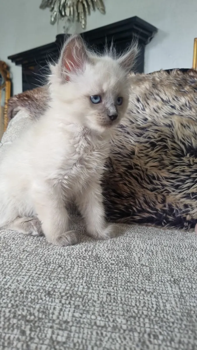 sphynx last kitten for sale in Co. Waterford for €550 on DoneDeal