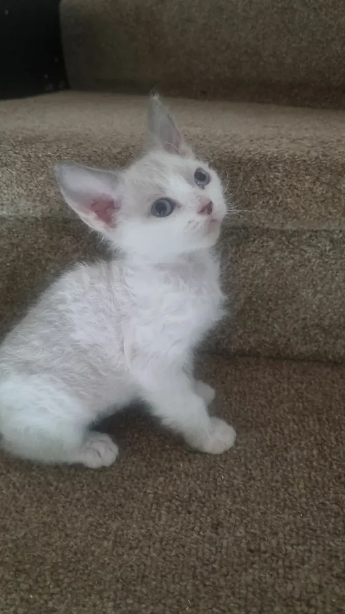 sphynx last kitten for sale in Co. Waterford for €550 on DoneDeal