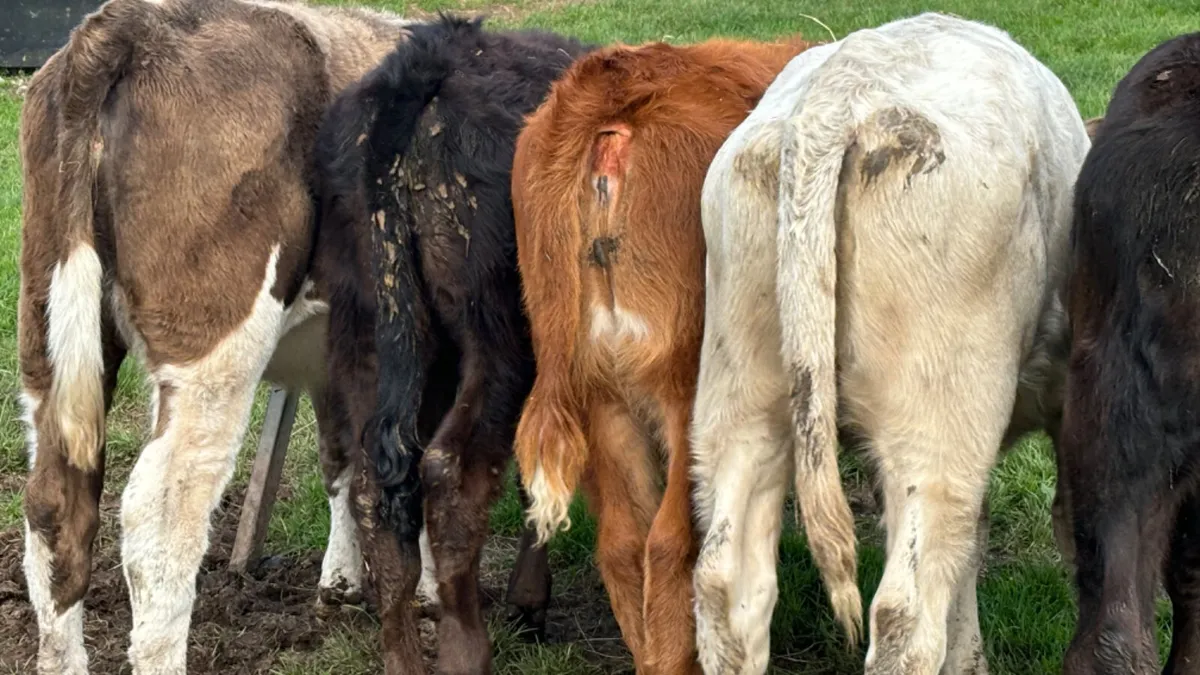 5 Quality Suckler Bred Heifer Runners - Image 3