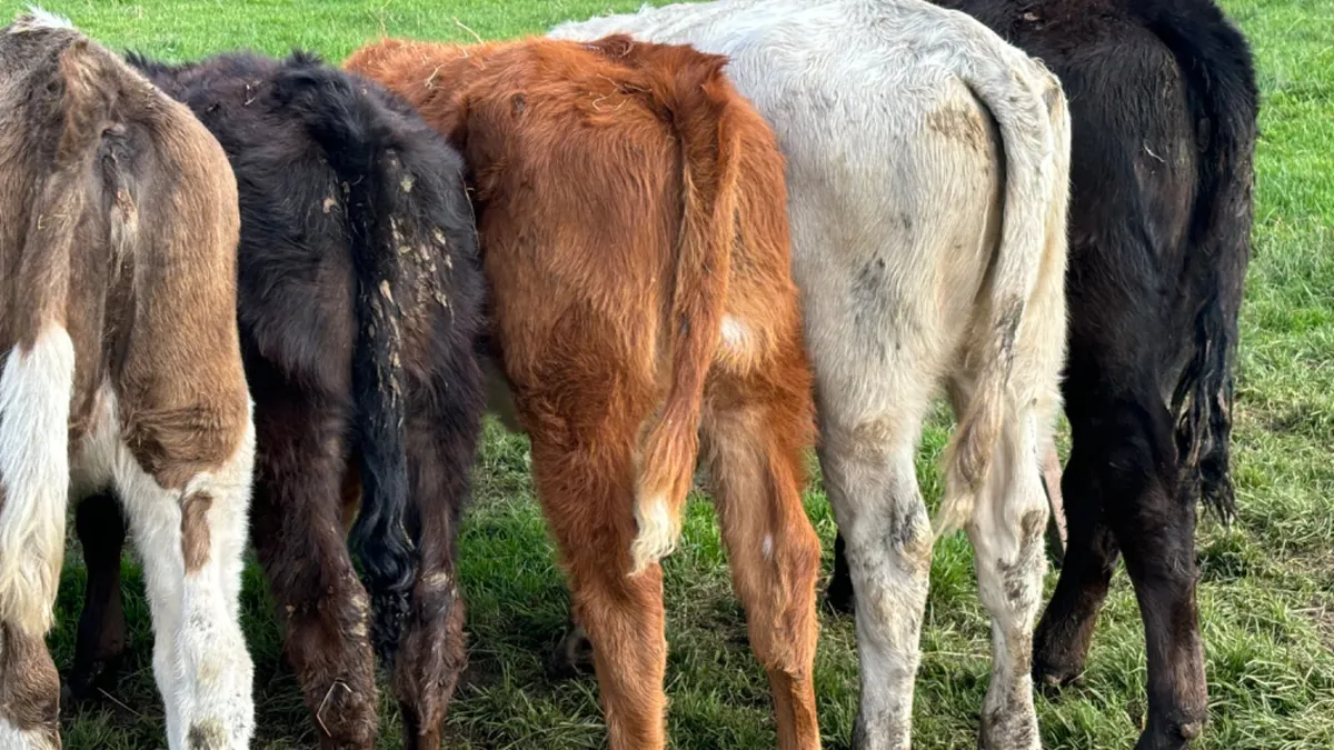 5 Quality Suckler Bred Heifer Runners - Image 2
