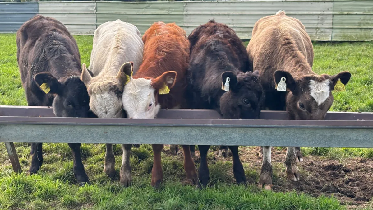 5 Quality Suckler Bred Heifer Runners - Image 1
