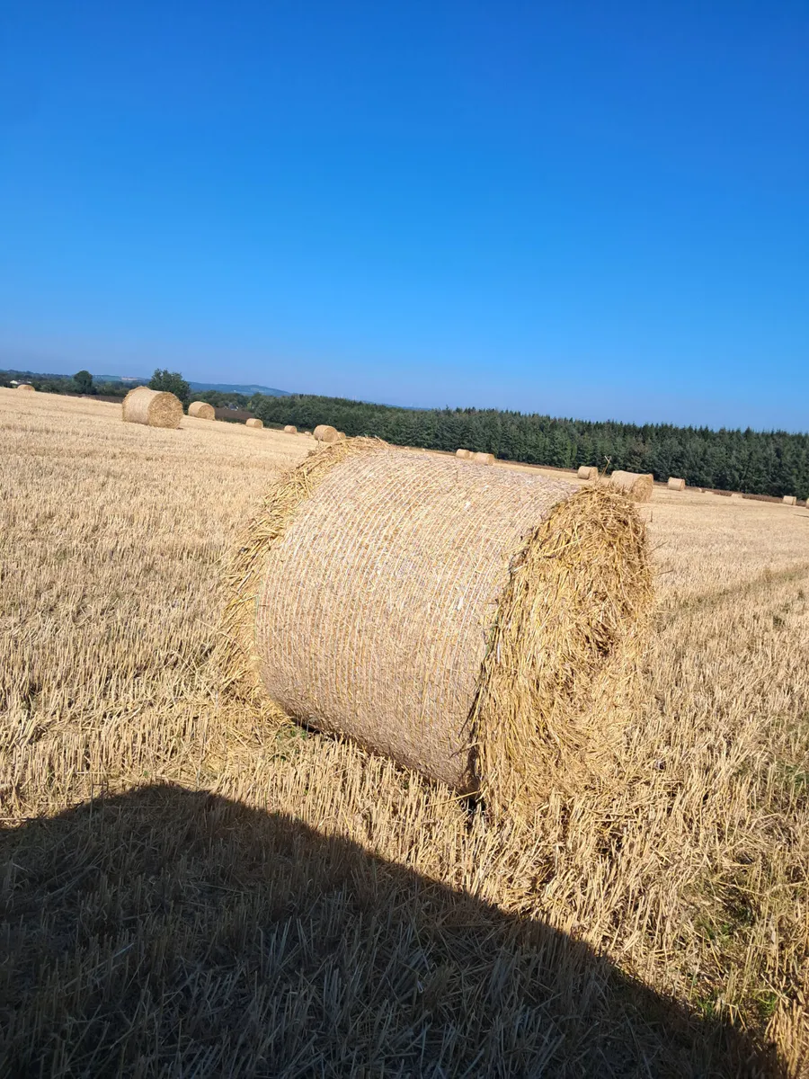 Wheaten staw - Image 1