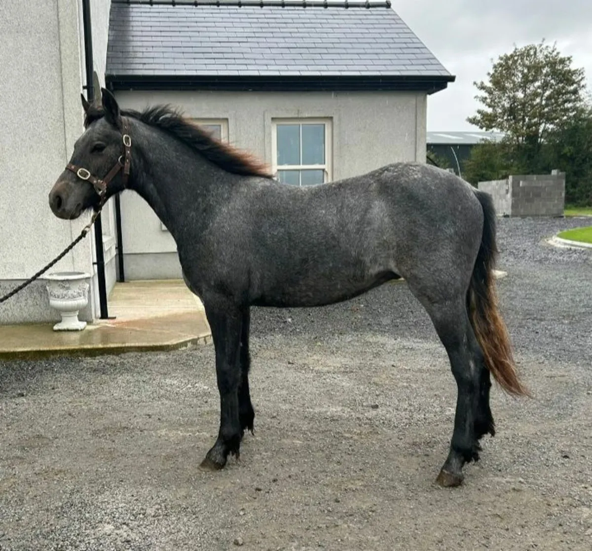 Yearling for sale in Co. for €1,280 on DoneDeal