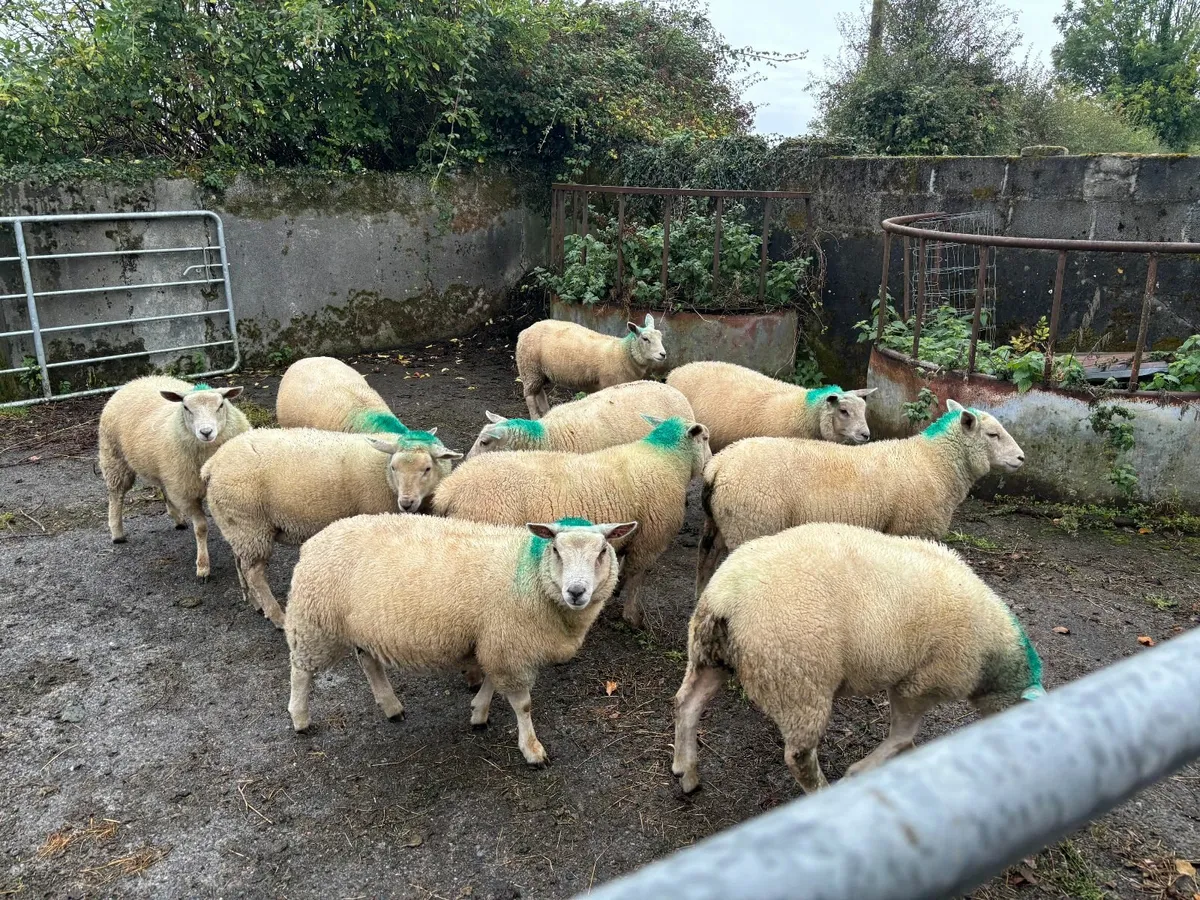 10 Texel Cross Ewe Lambs for Sale for sale in Co. Galway for €160 on