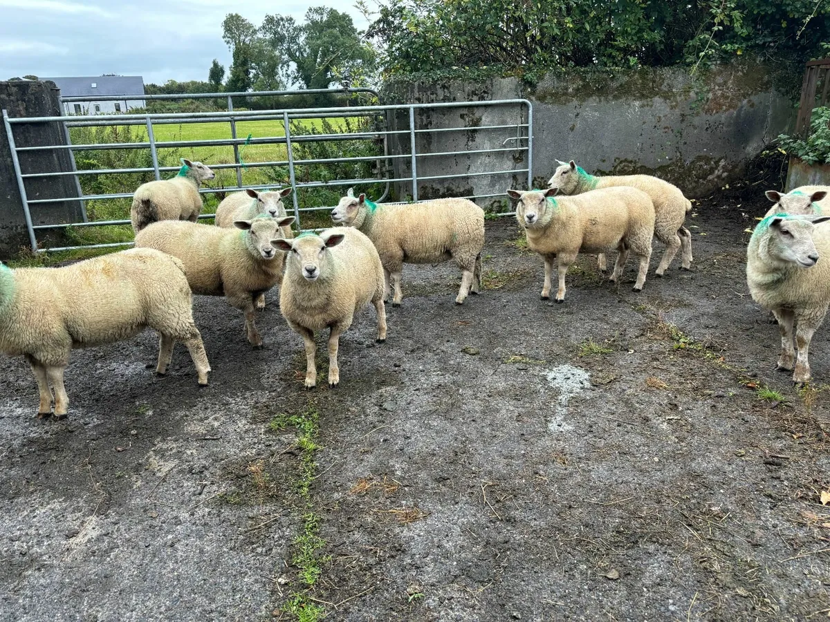 10 Texel Cross Ewe Lambs for Sale for sale in Co. Galway for €160 on