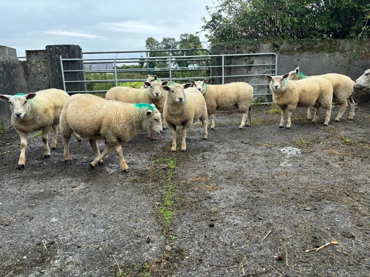 10 Texel Cross Ewe Lambs for Sale for sale in Co. Galway for €160 on