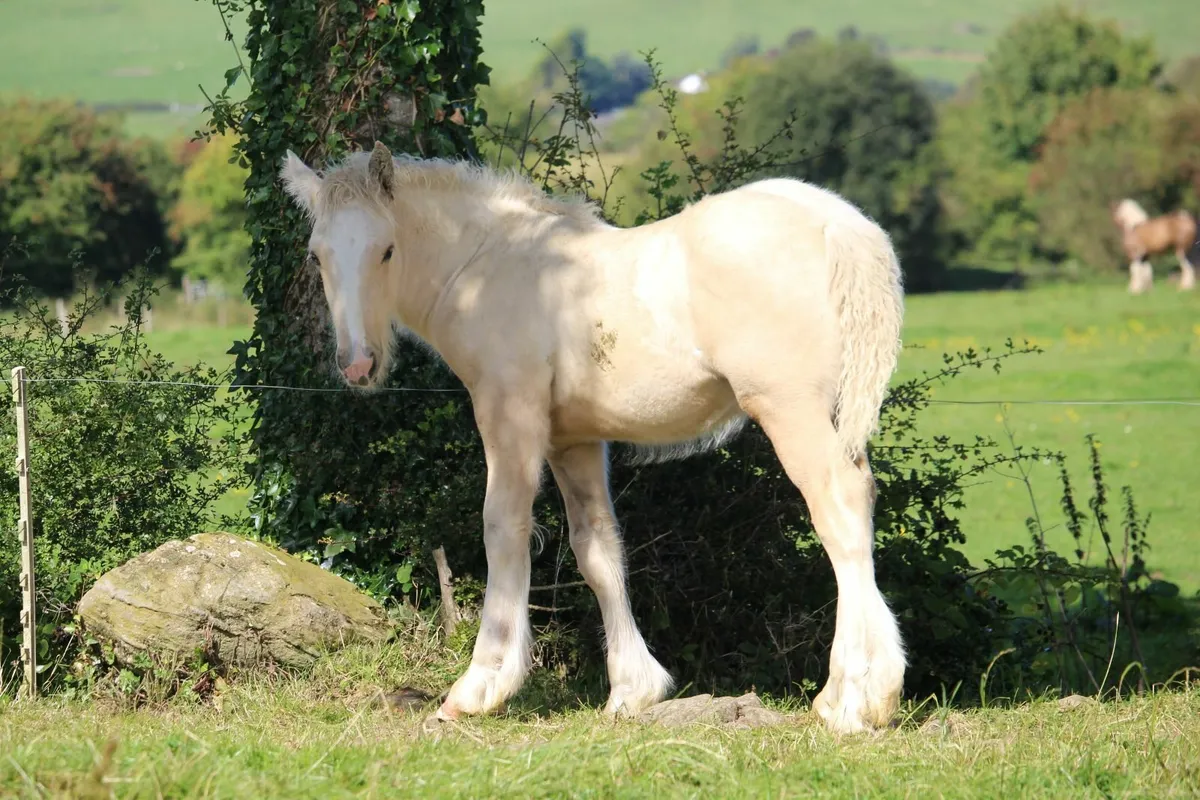 Top quality cob colt foals - Image 1
