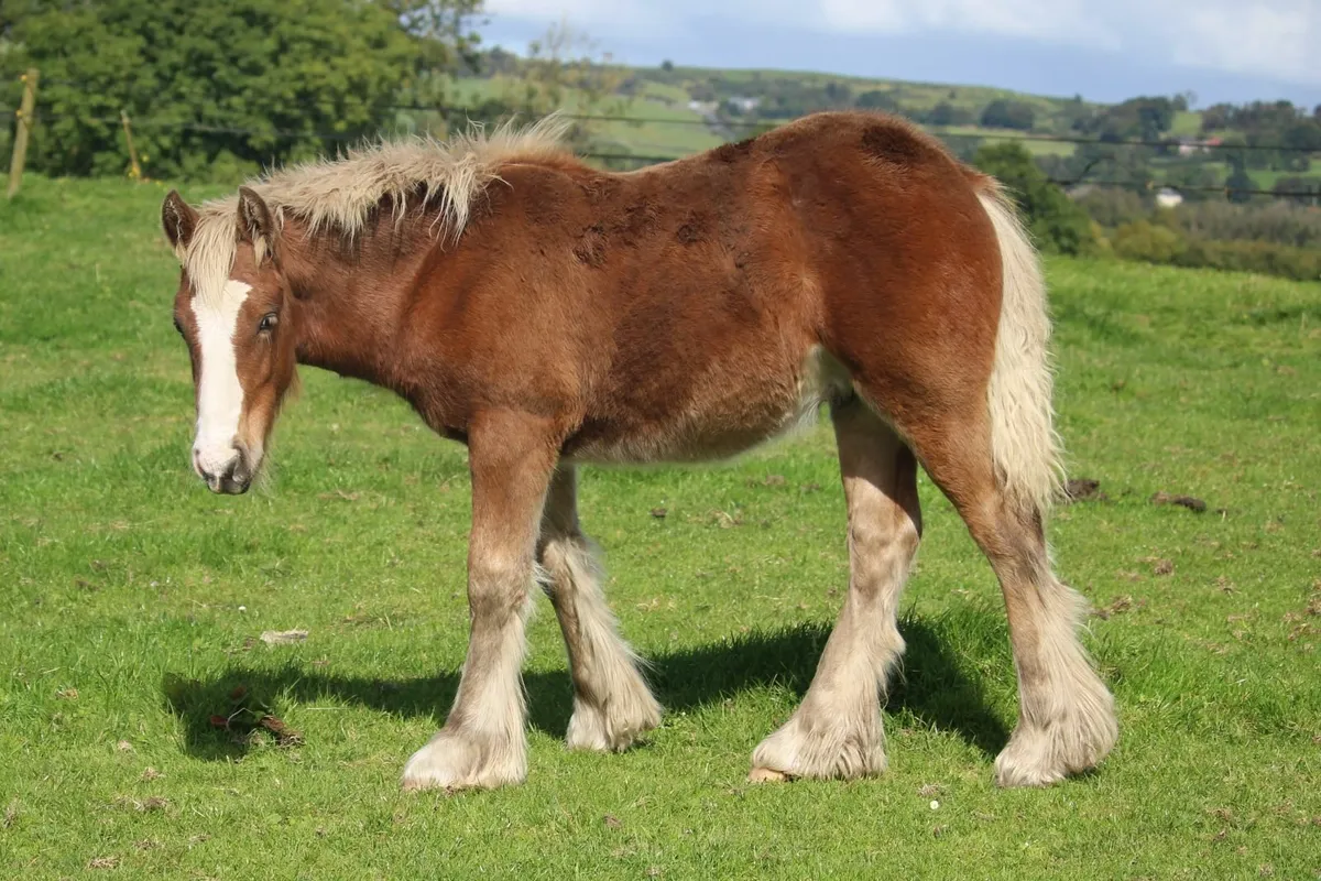 Top quality cob colt foals - Image 3