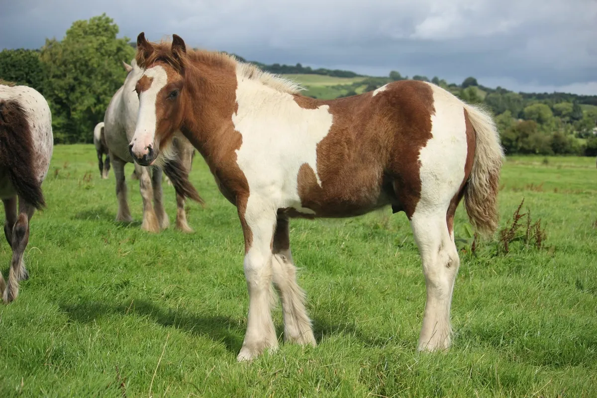Top quality cob colt foals - Image 2