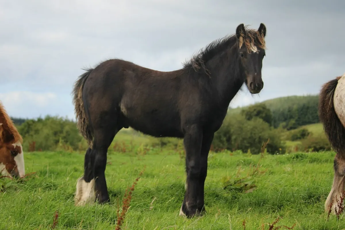 Top quality cob colt foals - Image 4