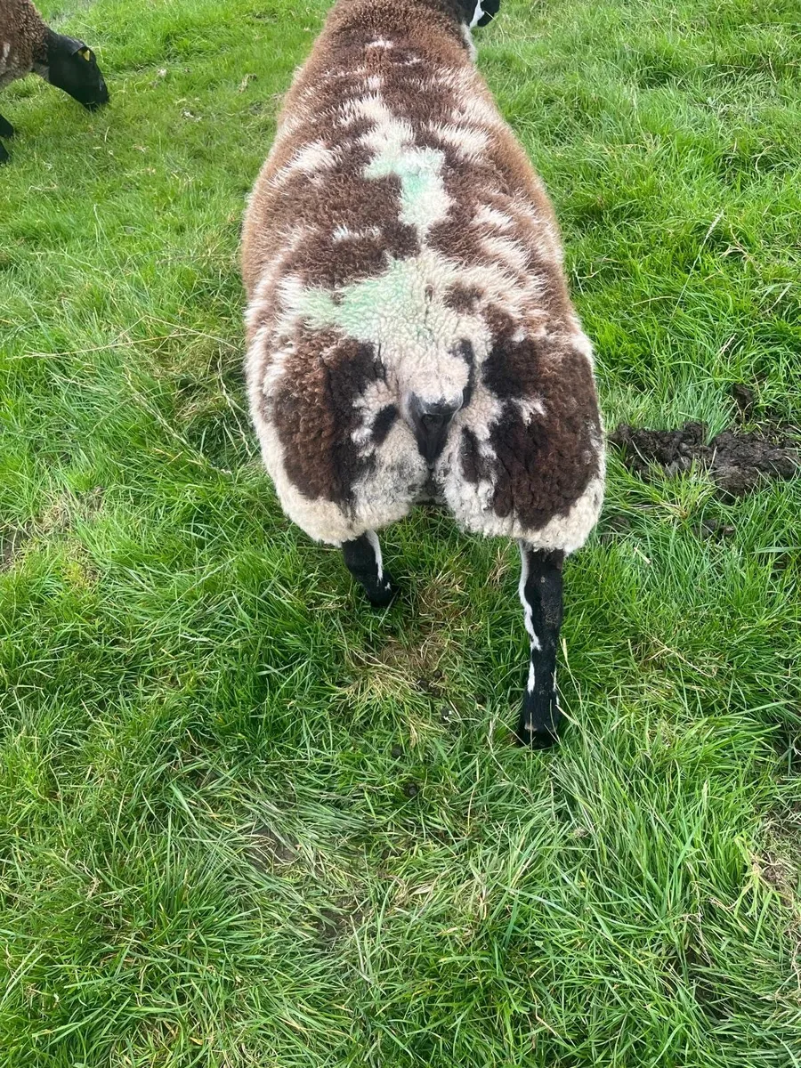 Dutch spotted Ram Lambs for sale in Co. Derry for £0 on DoneDeal