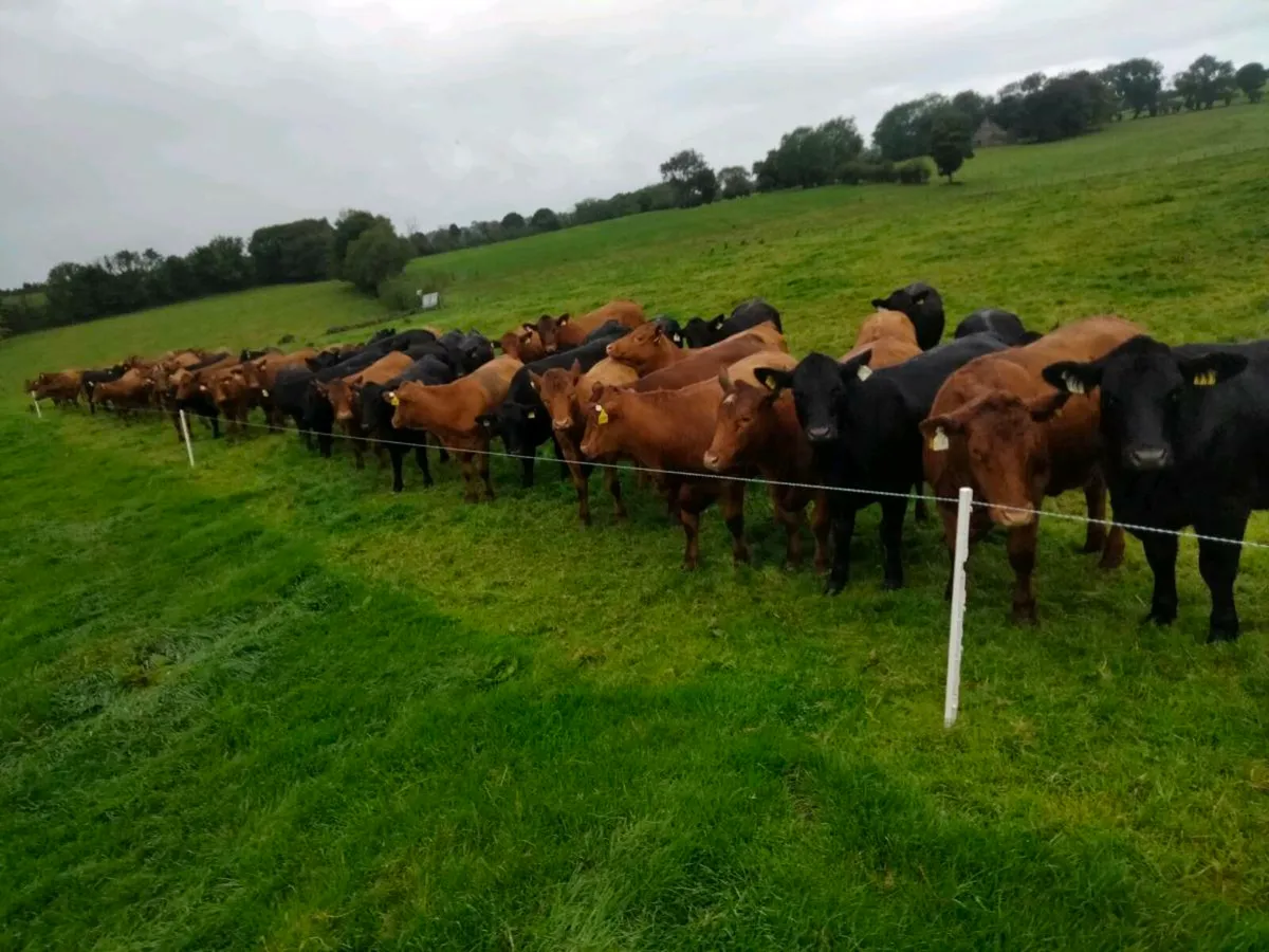 Stabiliser Bull,s and in calf Heifer's - Image 1