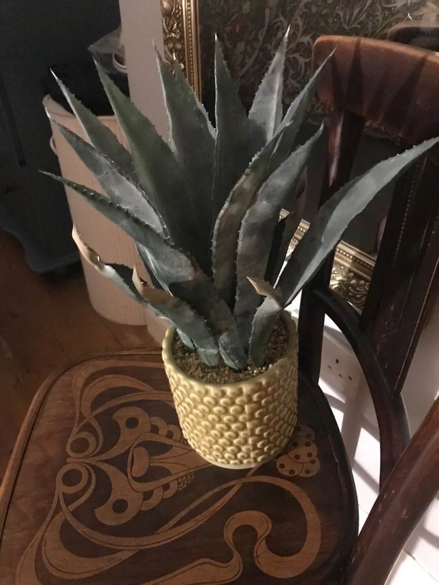 Carolyn Donnelly aloe vera plant and pot - Image 2