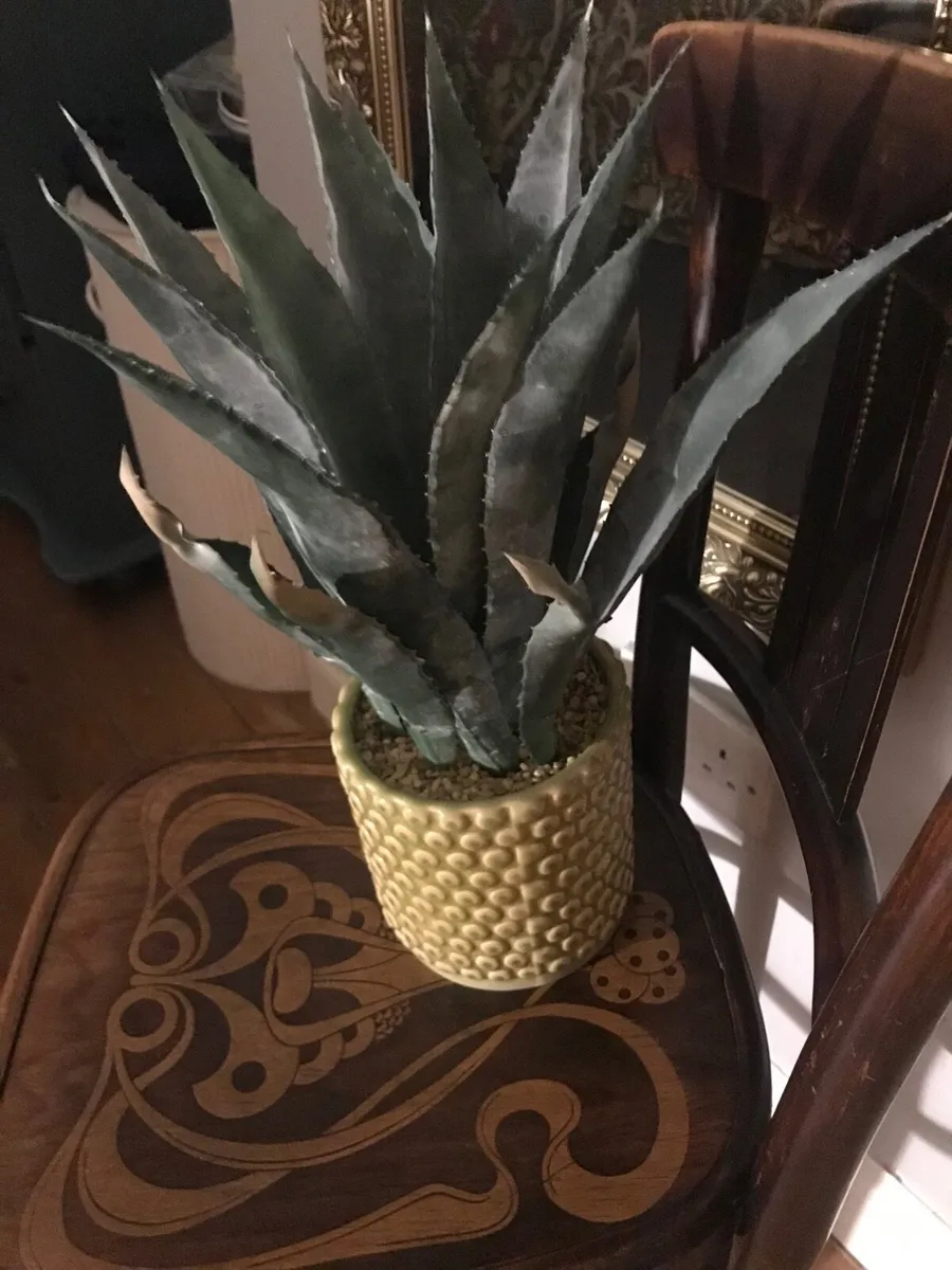Carolyn Donnelly aloe vera plant and pot - Image 3