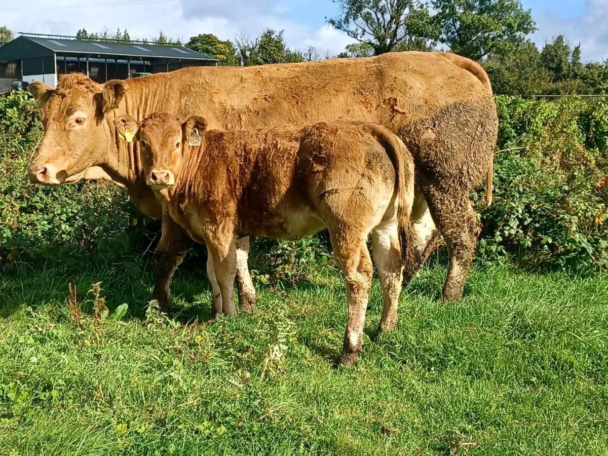 ⭐️ 5 Star PBR Limousin Cow for sale in Co. Leitrim for €3,600 on DoneDeal