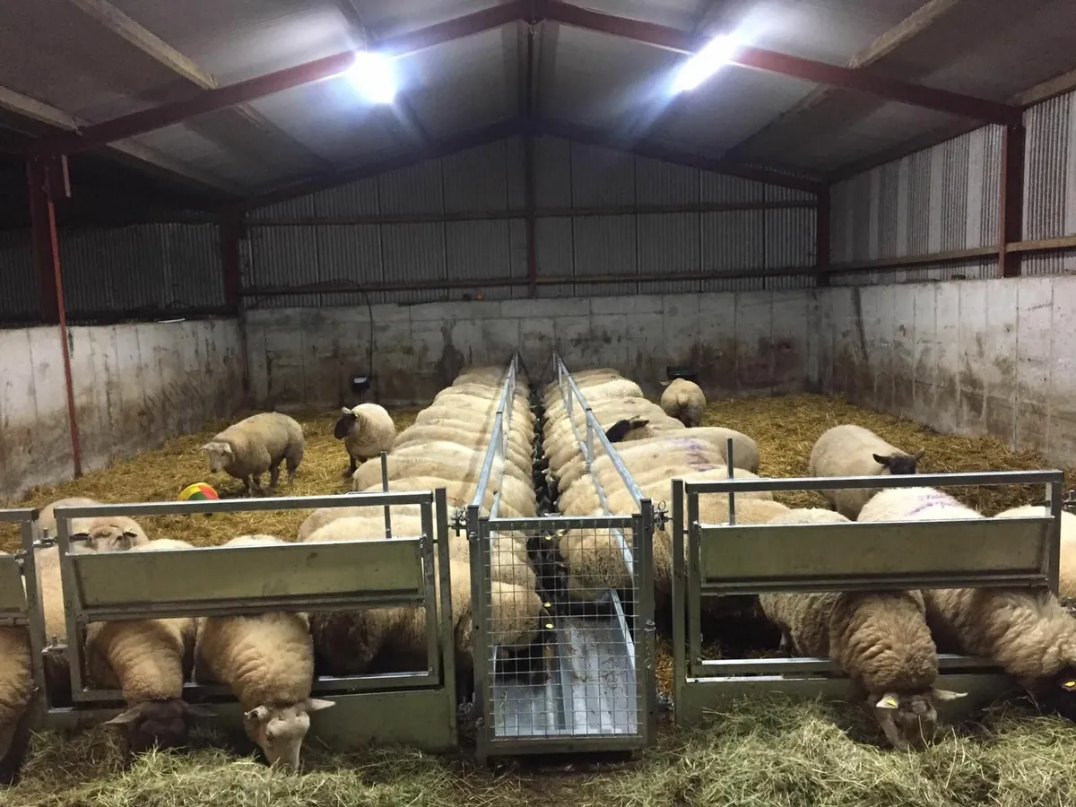 Sheep race , scales - Image 4
