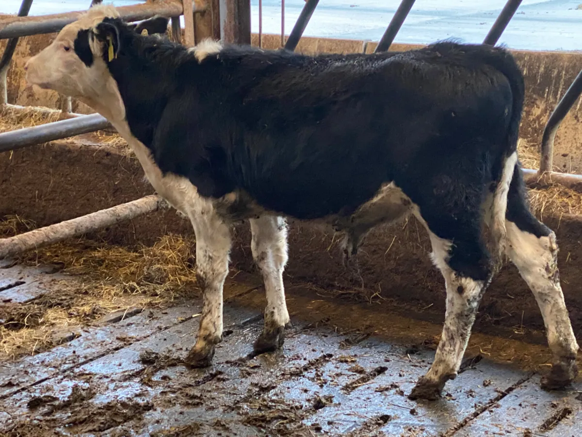 Hereford Bull Weanling - Image 3