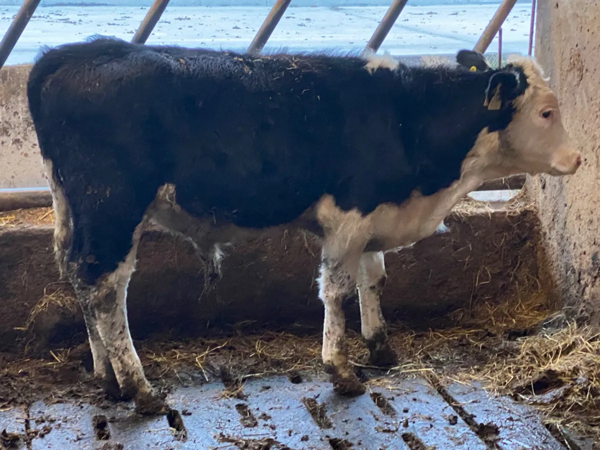 Hereford Bull Weanling - Image 1