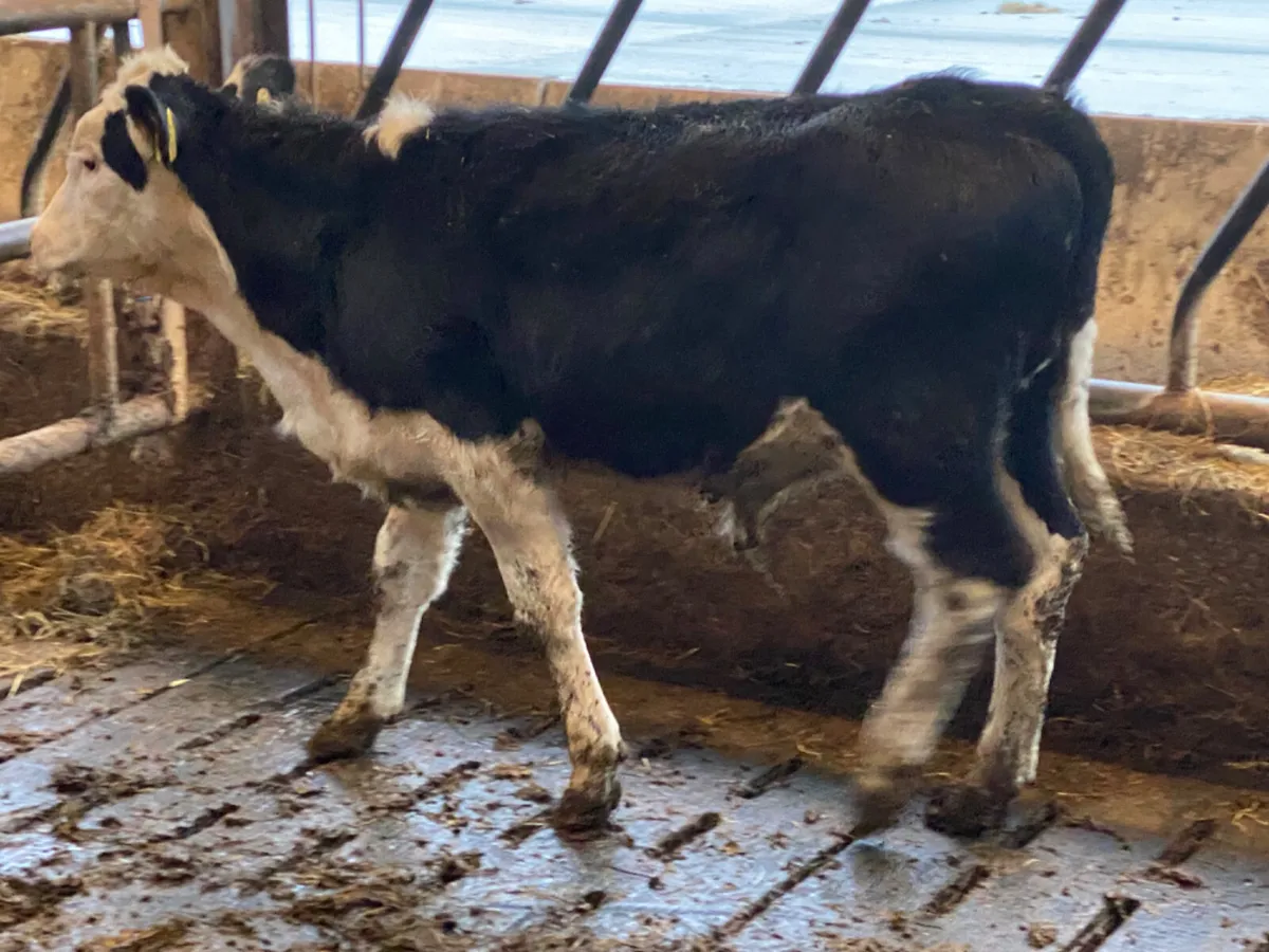 Hereford Bull Weanling - Image 4