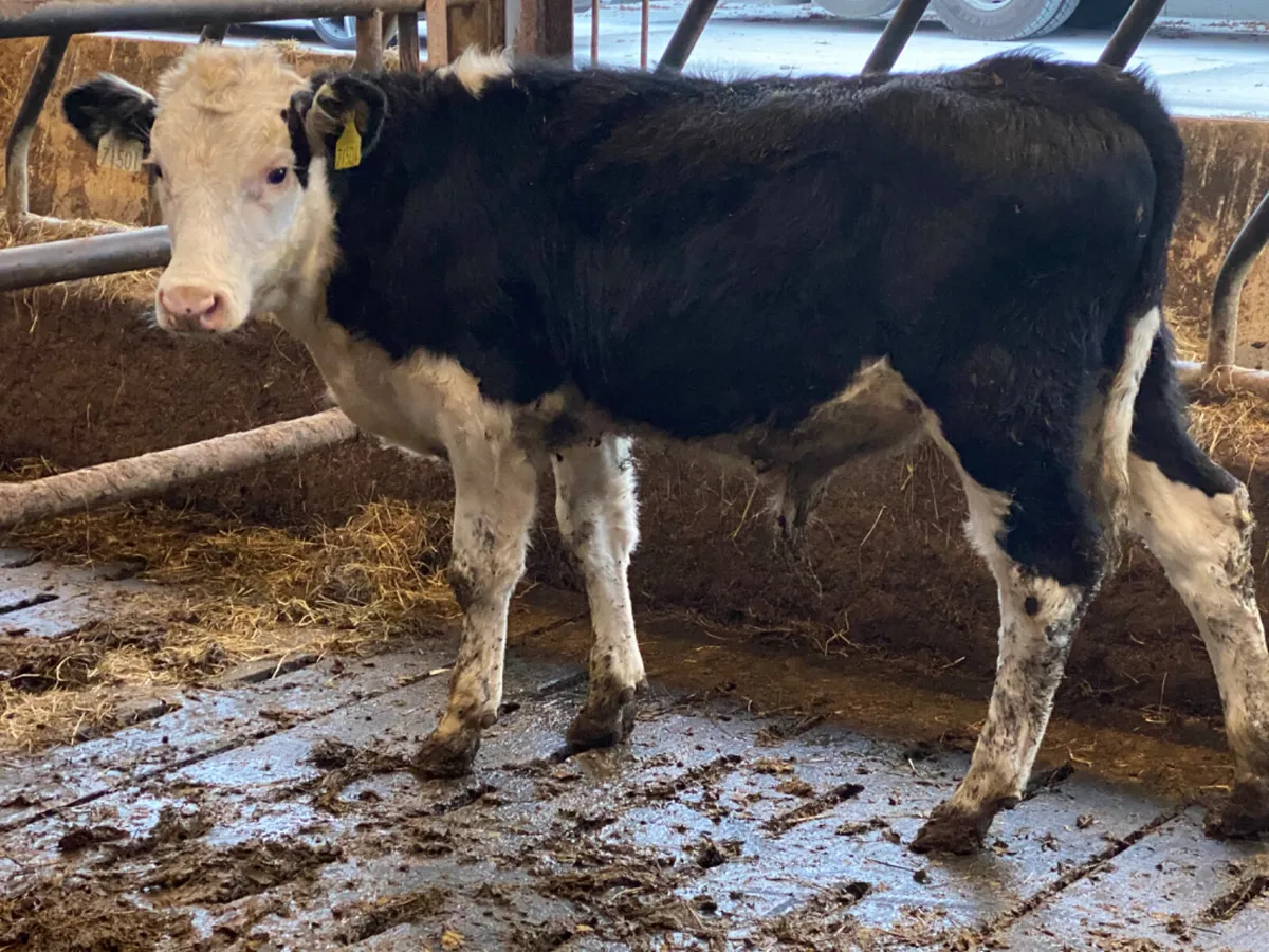 Hereford Bull Weanling - Image 2