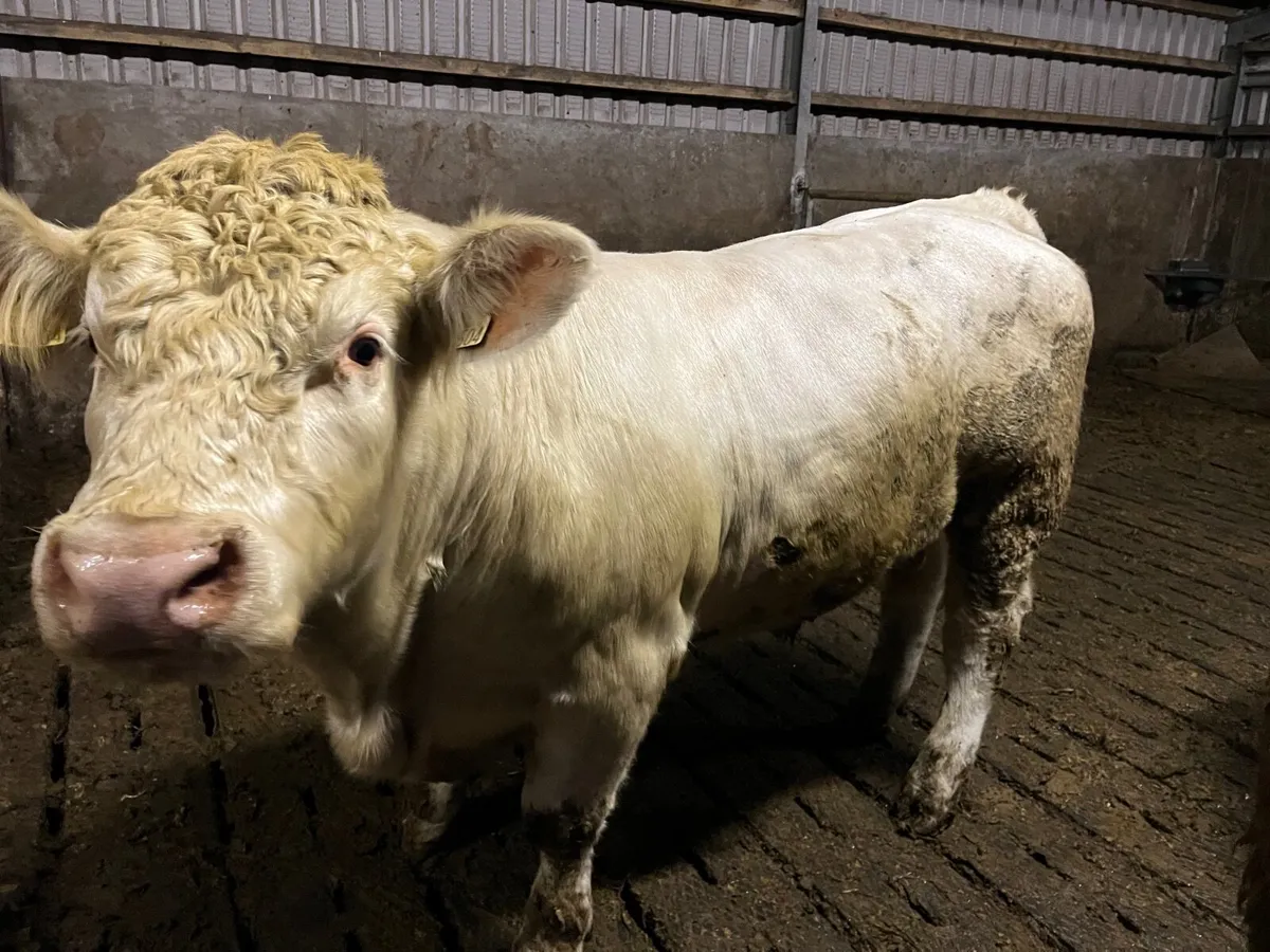 U and E Bull Beef Cattle for sale for sale in Co. Louth for €1,010,101 on DoneDeal