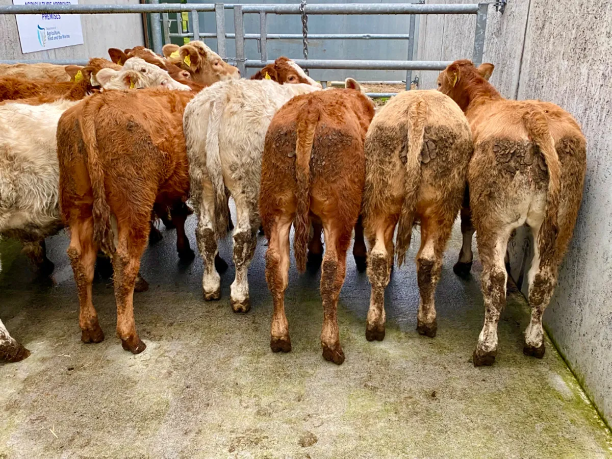 10 Smashing Bull Weanlings - Image 1