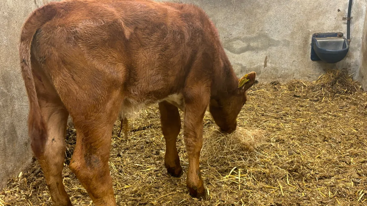 Suckler Bred AA Bull Calf - Image 1