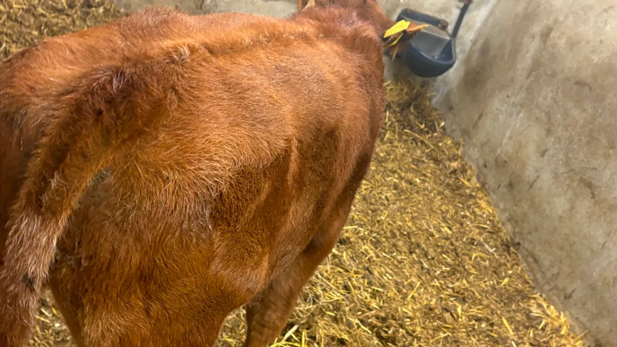 Suckler Bred AA Bull Calf - Image 4
