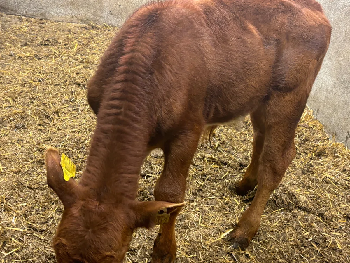 Suckler Bred AA Bull Calf - Image 2