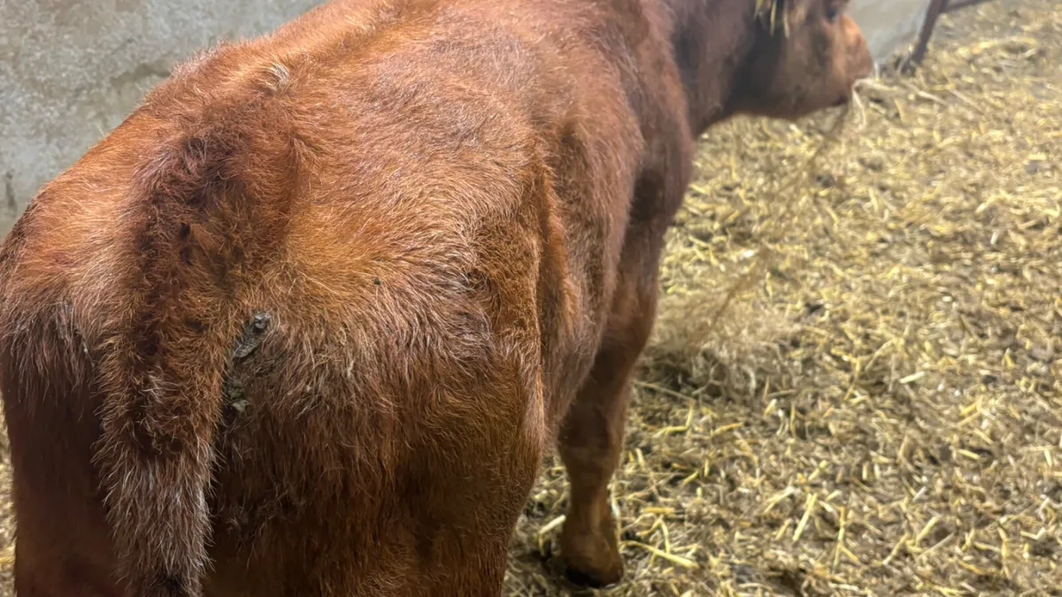 Suckler Bred AA Bull Calf - Image 3