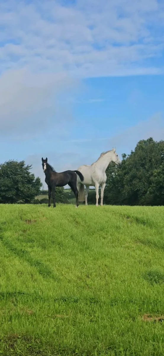 Striking colt by Avos Jordan Z - Image 2