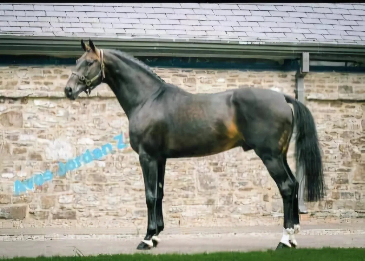 Colt Foal by Avos Jordan Z - Image 3