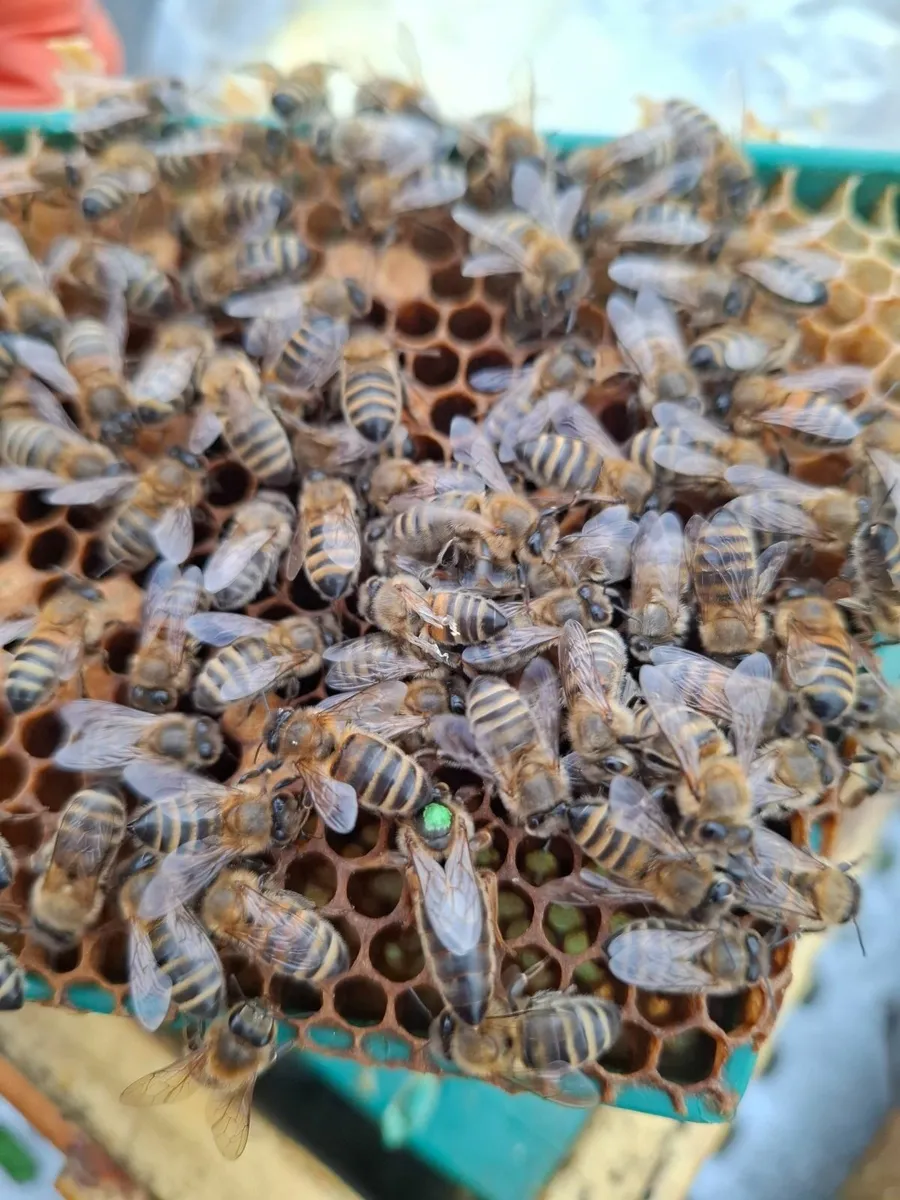 QUEEN BEES, nucs, timber hives - Image 1