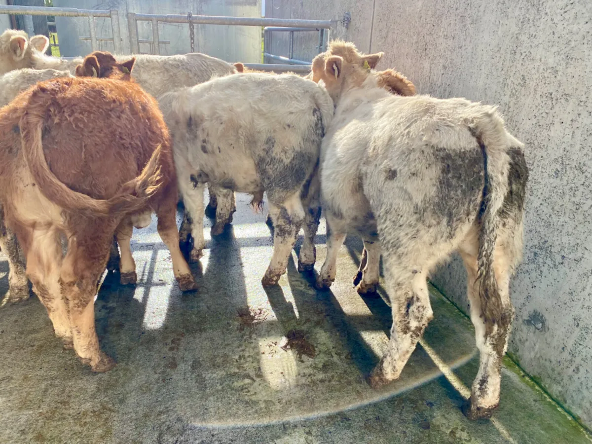 9 Smashing Bullocks - Image 3