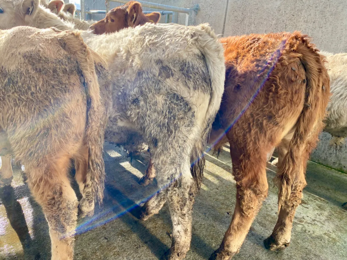 9 Continental Charolais Bullocks - Image 1