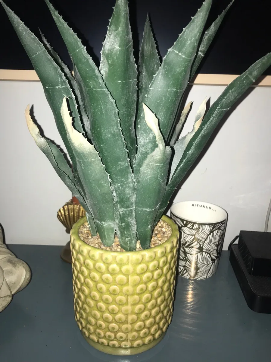 Carolyn Donnelly aloe vera plant and pot - Image 4