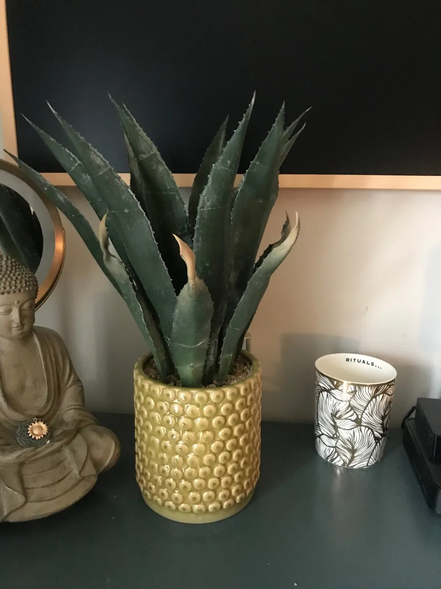 Carolyn Donnelly aloe vera plant and pot - Image 1