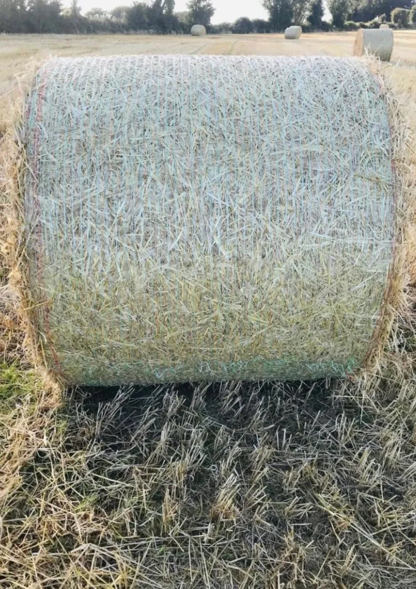 Hay for sale - Image 2